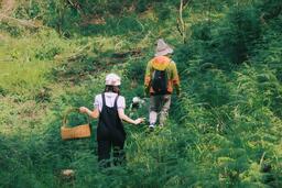 Mùa hè hái nấm trong rừng thông ở Đà Lạt