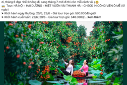 Du lịch nông sản 0 đồng ‘hút khách’ mùa hè