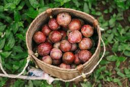 Hè về hái mận ruby chín đỏ trong vườn ở Mộc Châu