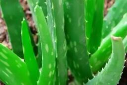 Cách dùng lá lô hội hỗ trợ giảm gan nhiễm mỡ