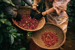 Châu Âu là điểm tựa chính của cà phê Việt