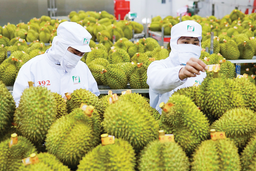 Sầu riêng Việt Nam: Từ 'ngôi sao' xuất khẩu đến bài toán tái cấu trúc bền vững