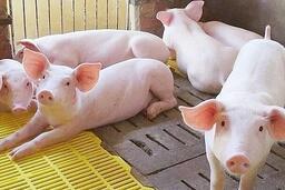 Giá heo hơi hôm nay ngày 9/7/2025: Đồng loạt giảm ở cả 3 miền