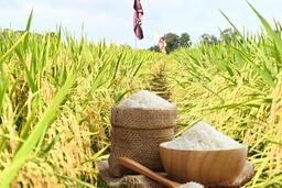 Giá lúa gạo hôm nay ngày 9/7/2025: Biến động trái chiều