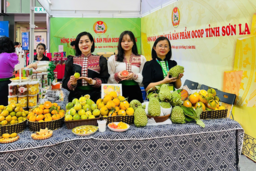 Sơn La đưa nông sản vươn xa: Từ vùng cao đến thị trường quốc tế