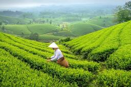 Sa Pa: Kể câu chuyện văn hóa để nâng tầm nông sản gắn du lịch bền vững