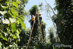 Giá tiêu hôm nay 30/8/2025: Phiên tăng thứ tư trong tuần, đạt 152.000 đồng/kg