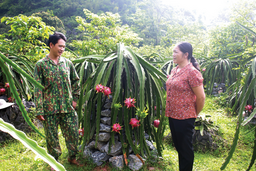Xây dựng nhãn hiệu cho thanh long Nguyên Bình