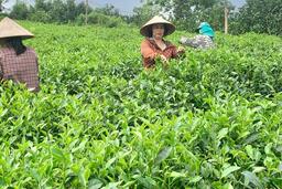 Sản phẩm OCOP miền núi Thủ đô - Bước chuyển mình từ bản sắc đến thương hiệu