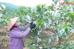 Đòn bẩy cho sản phẩm OCOP tiền tỷ và bức tranh nông thôn mới ngày càng hiện đại ở Quảng Ninh