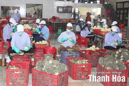 Không để gián đoạn Chương trình OCOP sau khi vận hành chính quyền địa phương 2 cấp