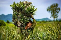 Ninh Bình ban hành Kế hoạch thực hiện Chương trình OCOP năm 2025 sau sáp nhập đơn vị hành chính