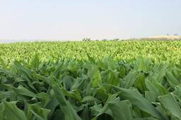 Phát triển nghệ thành sản phẩm dược liệu chủ lực theo chuỗi giá trị