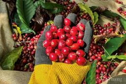 Hạt cà phê Việt và giấc mơ chinh phục thị trường Mỹ