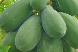 Cách đào thải axit uric bằng đu đủ xanh