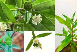 Loại thảo dược mọc hoang ven đường có tác dụng bảo vệ gan, thải độc tế bào cực mạnh