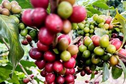 Niên vụ 2026-2027 có thể dư 7-10 triệu bao, cà phê đối diện áp lực mới