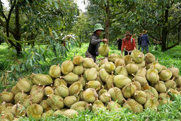 Xuất khẩu sầu riêng: Minh bạch mã số để bảo toàn thị trường tỷ đô