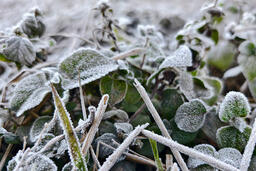 Lai Châu xuất hiện sương muối, băng giá