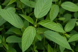 Lợi ích bất ngờ của rau đay hỗ trợ giảm axit uric