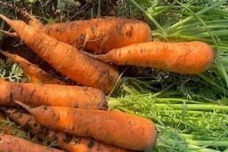 Cách chế biến cà rốt hỗ trợ thải độc gan và tăng cường chức năng gan