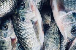 3 loại cá nước ngọt giúp giảm axit uric hiệu quả