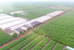 Bầu Đức, Thaco và các đại gia nông nghiệp đang toan tính gì chạy đua mở rộng vùng trồng chuối?