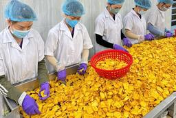 Doanh nghiệp Đồng Tháp chạy đua giữ nguồn mít tươi vào vụ Tết