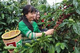 Xuất khẩu cà phê lập kỷ lục mới, doanh nghiệp tăng tốc đầu tư