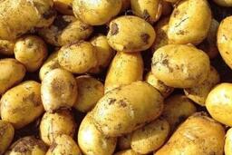 7 nguồn protein thực vật giúp phục hồi cơ bắp trong thời tiết lạnh