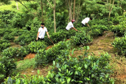 Thống nhất chính sách, nâng tầm 605 sản phẩm OCOP tỉnh Lào Cai sau sáp nhập