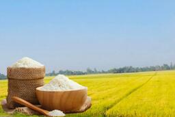 Giá lúa gạo hôm nay ngày 24/12: Gạo xuất khẩu tăng nhẹ