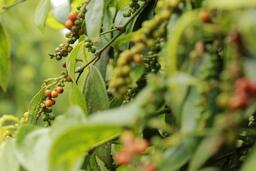 Giá tiêu hôm nay 25/12/2025: Tăng nhẹ 500 đồng/kg