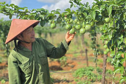 Xuất khẩu nông sản: Những tín hiệu tích cực từ thị trường EU