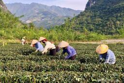 'Ươm mầm' thương hiệu nông sản từ đất Mường Lạn, Điện Biên