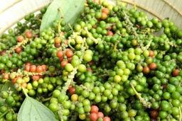 Giá tiêu hôm nay 16/1/2026: Quay đầu giảm