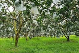 Khi nông sản trở thành cầu nối gắn kết gia đình