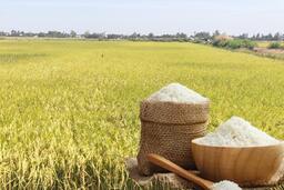 Giá lúa gạo hôm nay ngày 27/1/2026: Thị trường trầm lắng