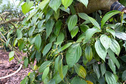 Giá tiêu hôm nay 27/1/2026: Tăng rải rác