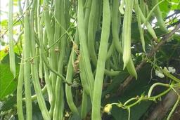 Xương chắc khỏe nhờ đậu cô ve - người lao động ngành nào nên tận dụng