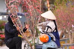 Hoa, cây cảnh bán dạo hút khách dịp cận Tết