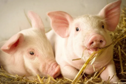 Giá heo hơi hôm nay 3/2/2026: Giảm mạnh trên cả nước