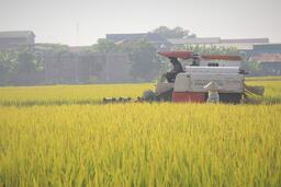 Yêu cầu tái cấu trúc chuỗi lúa gạo năm 2026