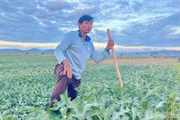 Gia Lai: Nông dân dựng chòi giữa đồng, bám ruộng dưa đón Tết