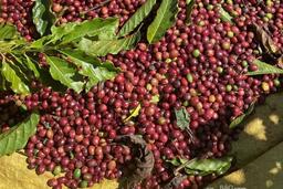 Giá cà phê thế giới giảm sâu dưới áp lực nguồn cung