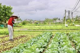 Đà Nẵng: Các làng rau tất bật vụ Tết