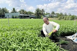 TP. Cần Thơ: Tăng tốc sản xuất nông sản, đáp ứng thị trường Tết 2026