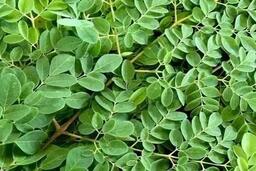 Người lao động thận yếu nên ăn rau chùm ngây như thế nào?