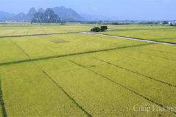 Xuất khẩu gạo đầu năm 2026: Tăng trưởng giữa vòng xoáy cạnh tranh