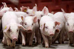 Giá heo hơi hôm nay 13/2/2026: Thị trường trầm lắng